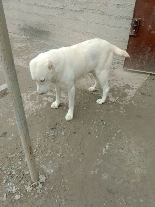 Toza alabay it 4 yosh