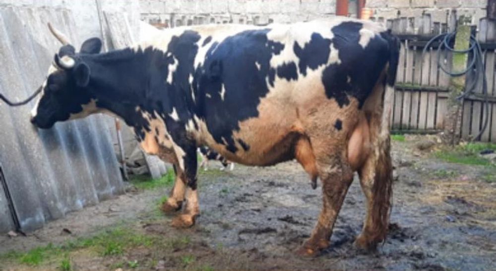 Vand vaca cu lapte 20 de litri la zi