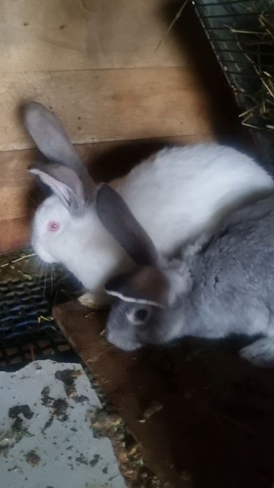 Продам или обменяю кролика