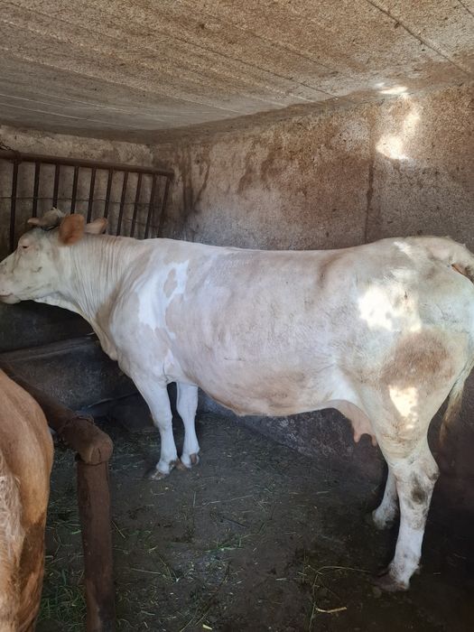 Se vinde vaca gestanta