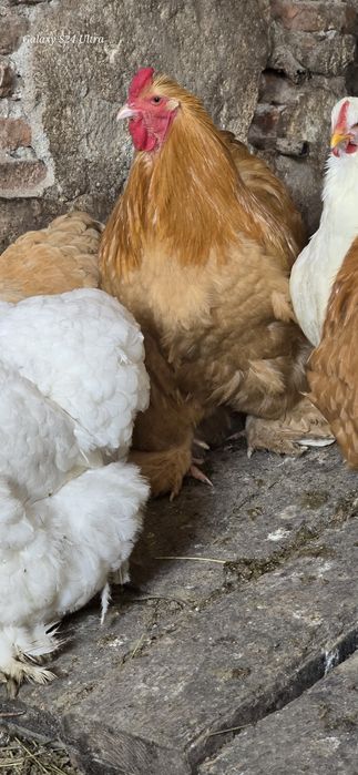 Cocos cochinchina urias