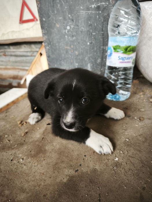 Подарявам кученца