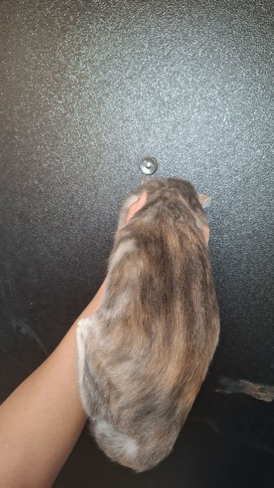 Котята ищят хозяев