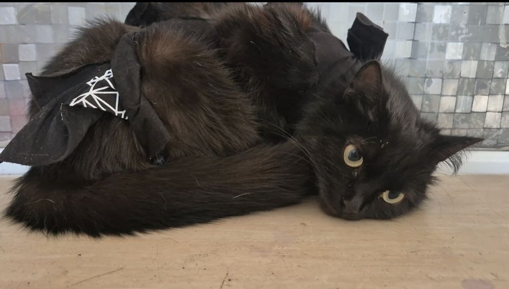 Тарзанка ищет заботливые ручки!