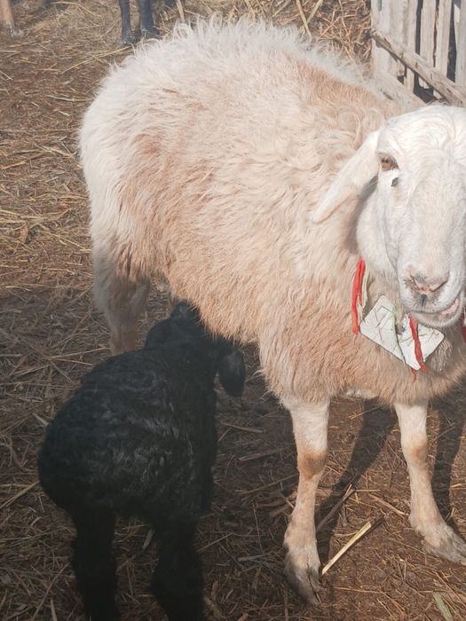 Қой сатылат қозымен бірге Баран продам