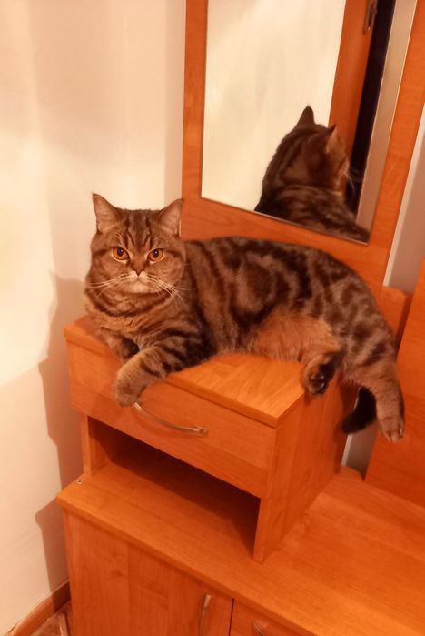 Отдам британку в добрые руки!