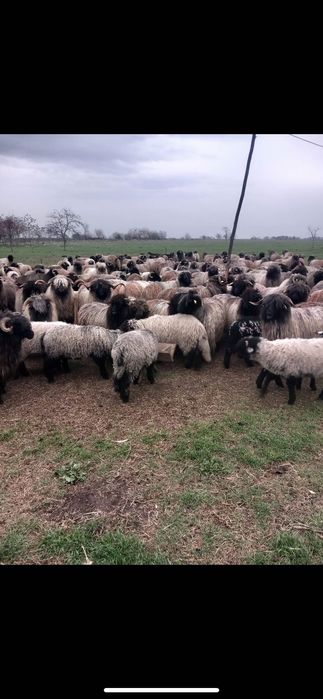 Oi de vanzare oi românești