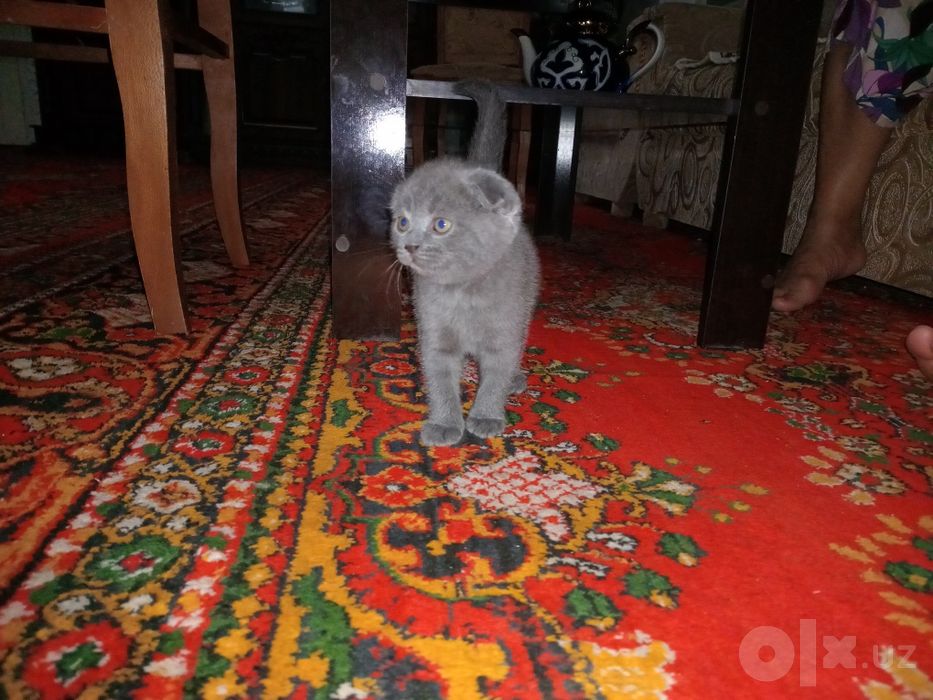 Mushuk Scottish fold