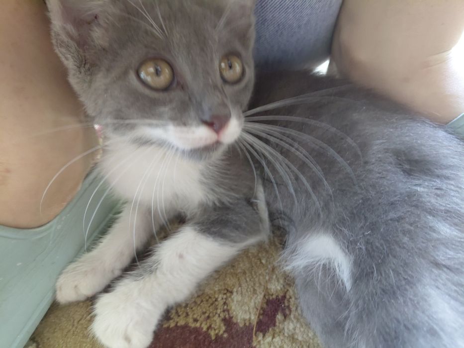 Отдам тыгыдык котенка