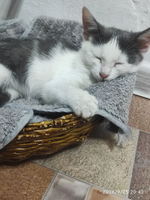 Ищем дом для котят девочек