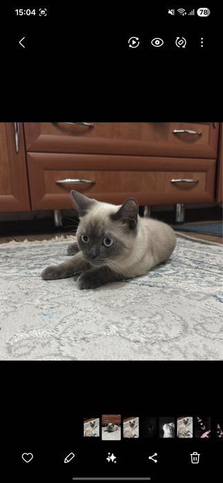 Отдам кота даром