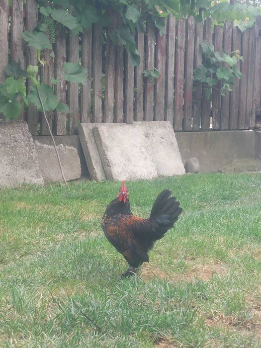 Vand cocosi si găinuse pitice