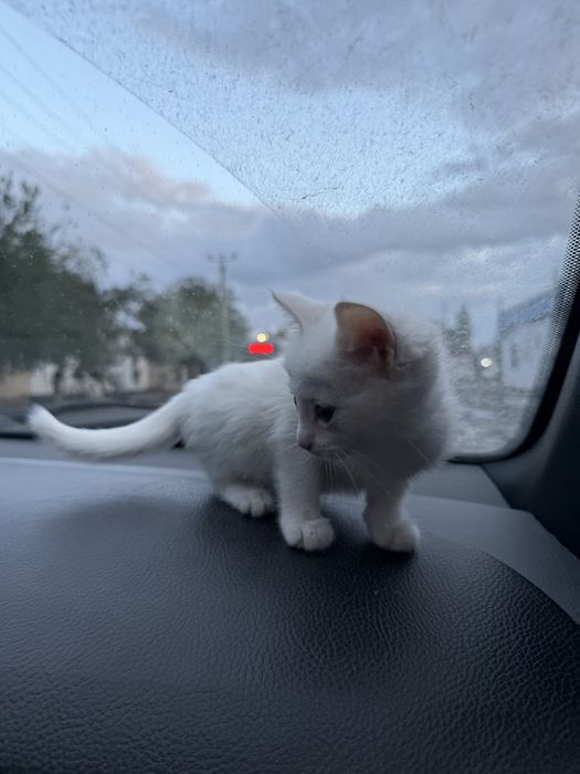 Zotdor mushuk sotiladi