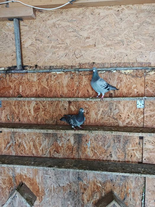 Vând porumbei voiajori