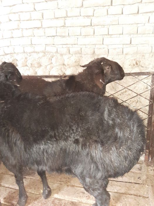 Бокани, Эхсонга яхши кучкорлар бор