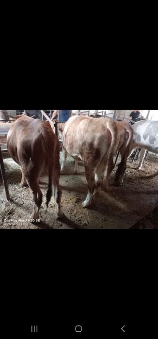 Продам на мясо  бычков