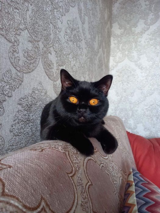 Черный котик с документами