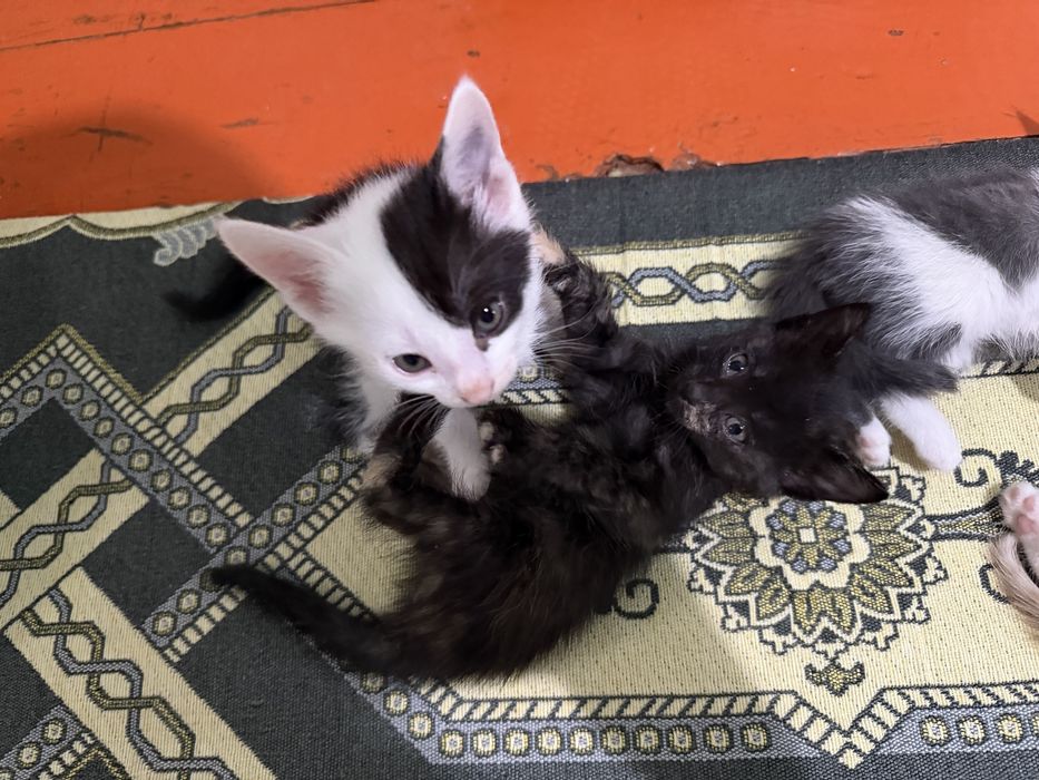 Маргаулар котята