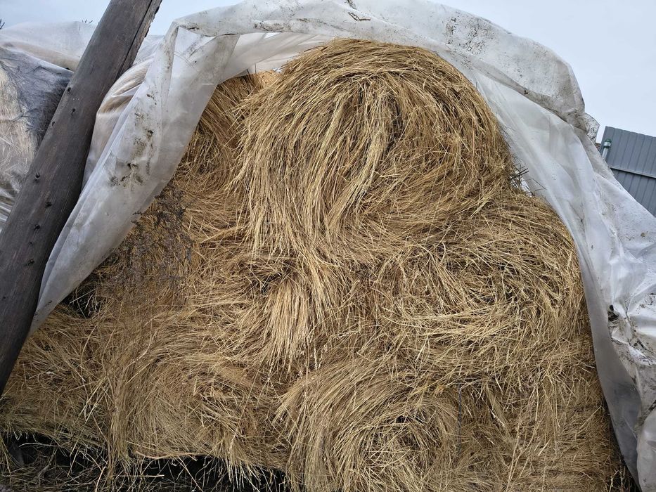 De vânzare baloți de fân + 2x capre cu țap