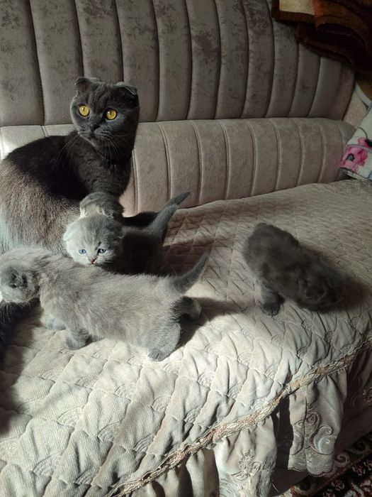 Котята вислоухие