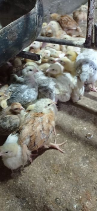 Pui rasa mixta kabir