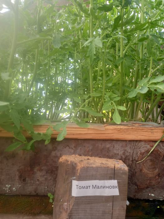 Рассада томатов, помидоры