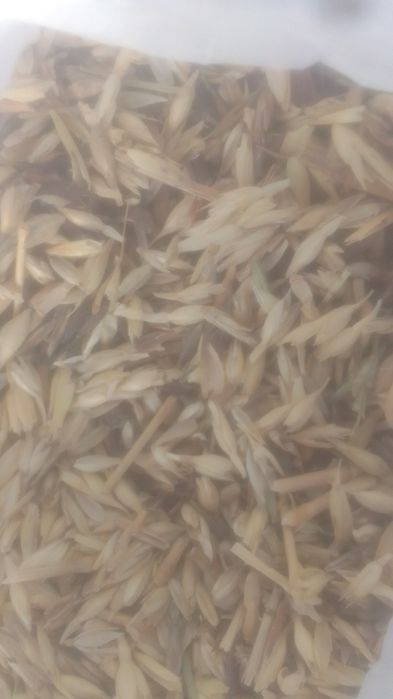 Зерноотходы колосок