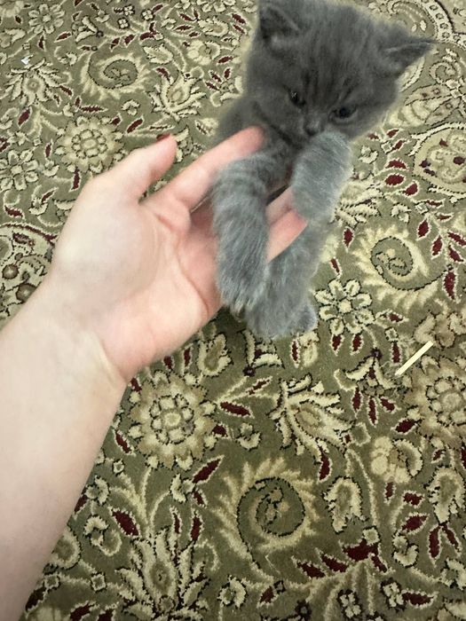 шотландский скоттиш-фолд и золотая шиншилла