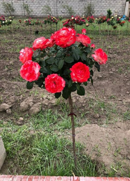 Декоративные розы оригинал