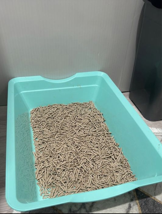 Шотландская вислоухая