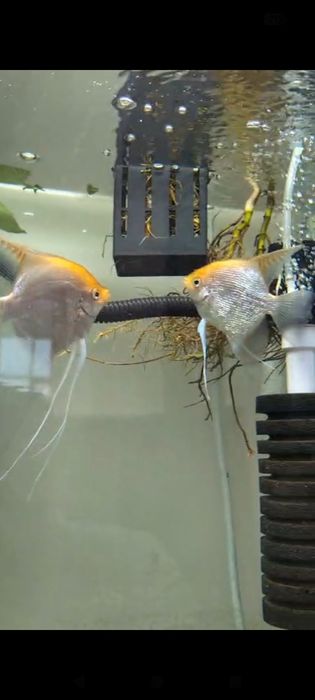 Продам скалярии кои