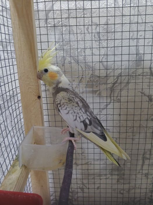 Корелла попугай toti kush korella popugay