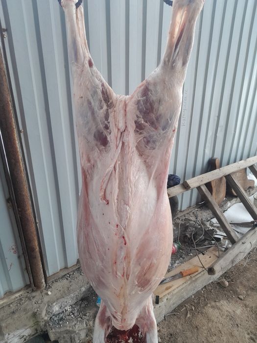 Тоқтылар сатылады