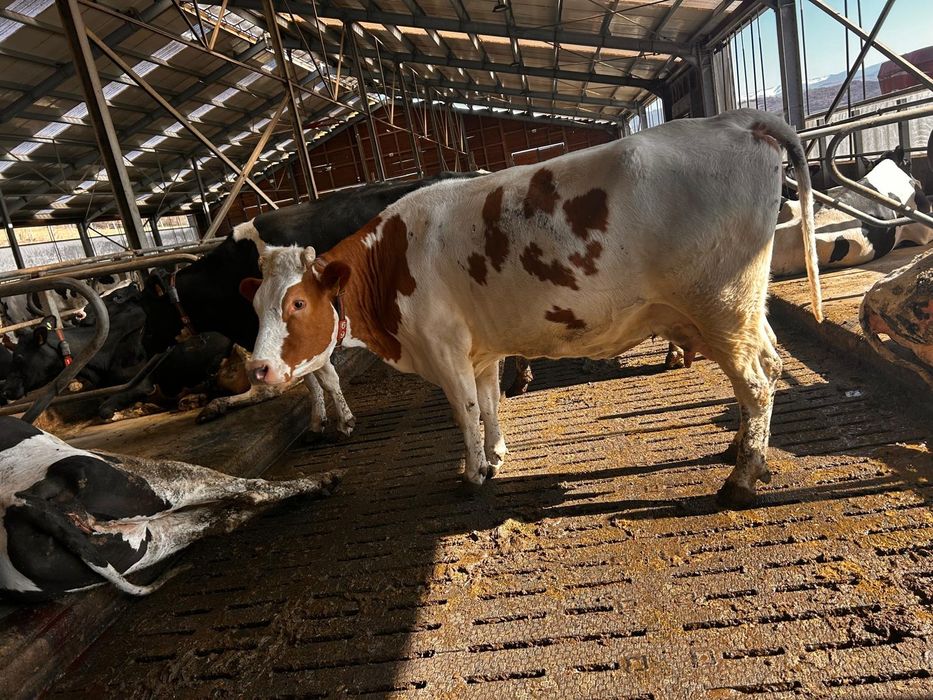 Vaci de lapte garantate