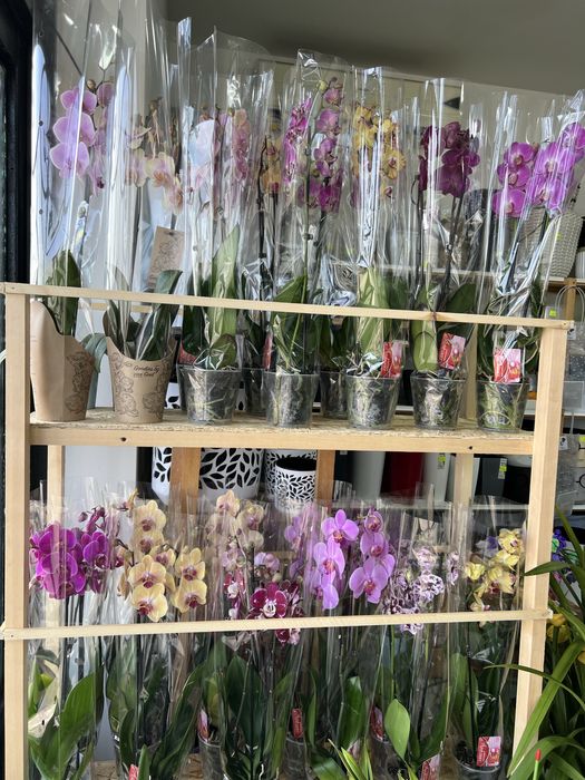 Arxideya орхидея