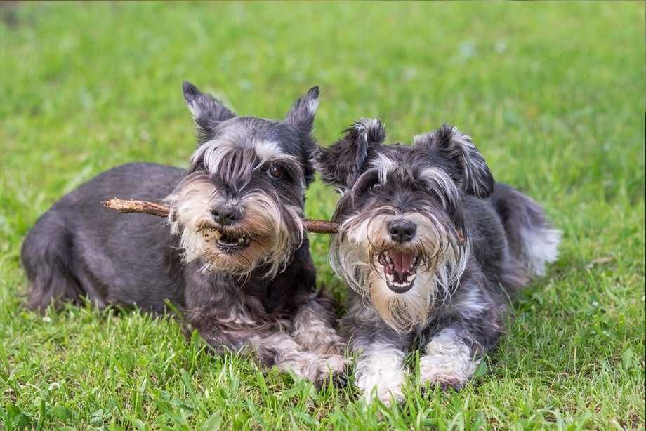 Продавам куче шнауцер...