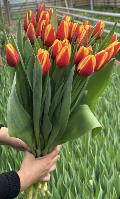 Тюльпаны оптом поставка с Голандий бронирование цветов