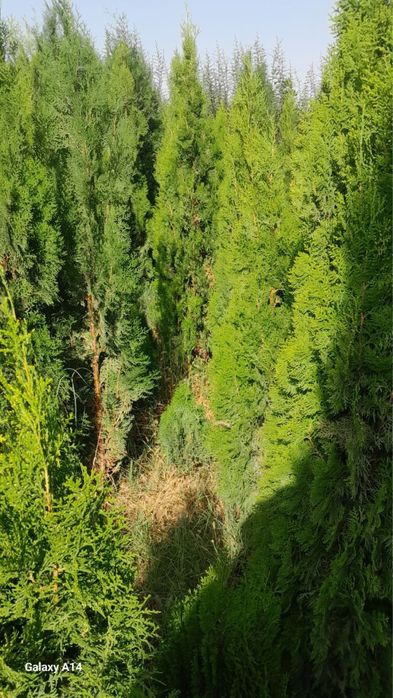 Archa va Manzarali daraxtlar Dexqondan Surxondaryo Sariosiyo