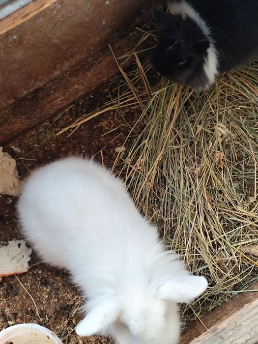 Vînd iepurași pitici.