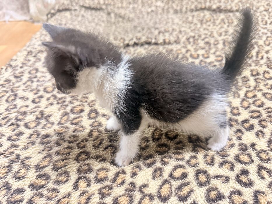 Котята бесплатно Астана