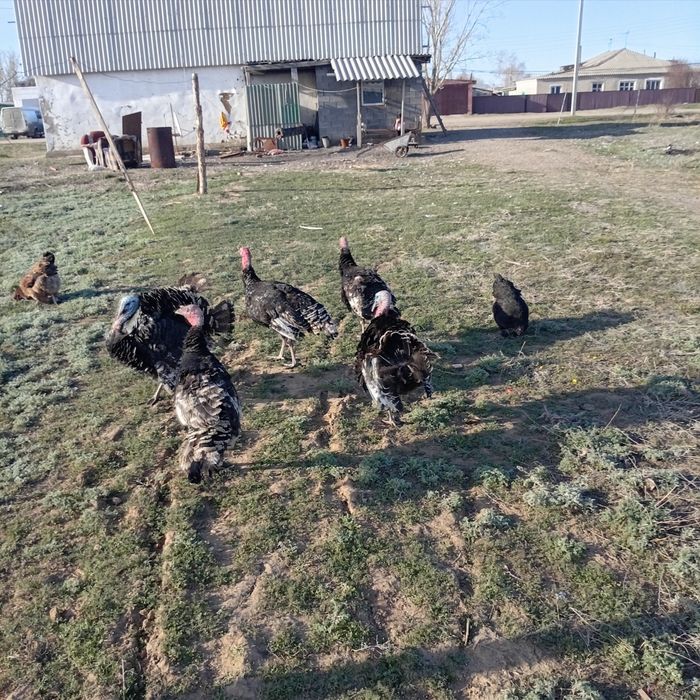 Ата Куркей  2 шт