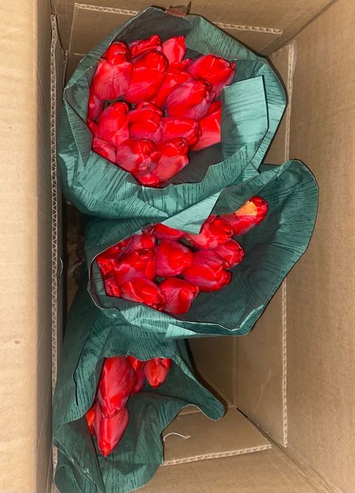 Тюльпаны свежие