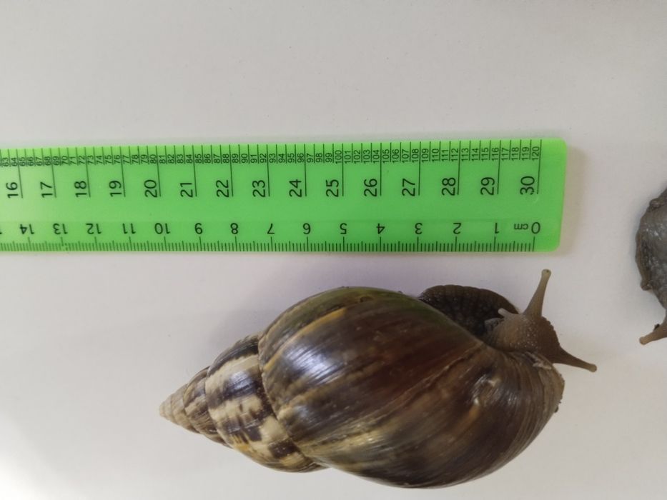 Улитка Ахатина ретикулятор