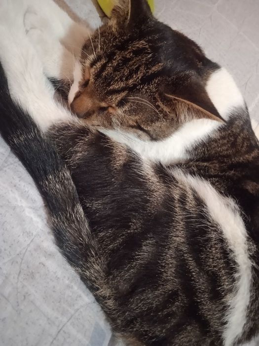 Отдаём котов даром.