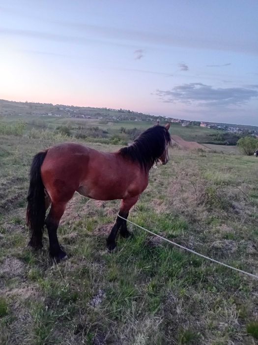 Vand mânză. Are un an si 8 luni