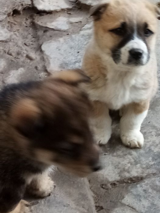 Кучукча, гуржи, хадя,