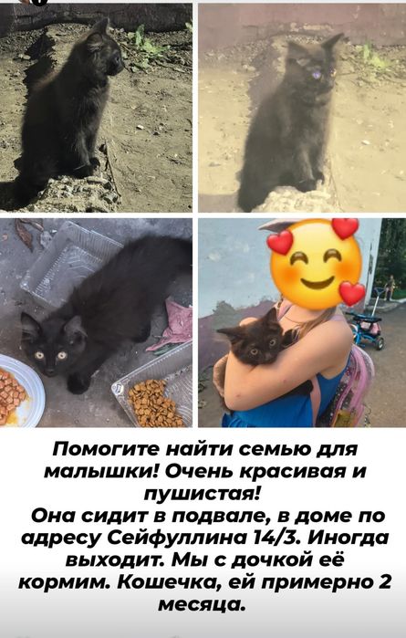 Котенок в добрые руки