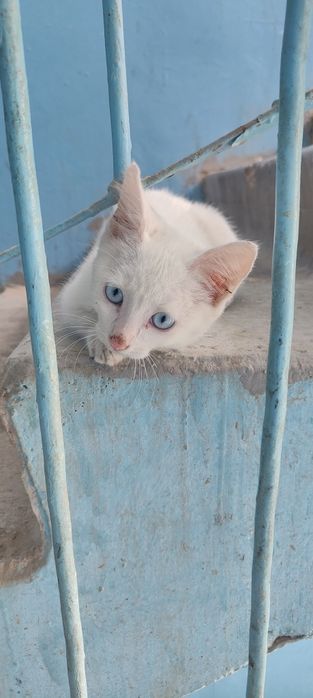 Котенок в добрые руки