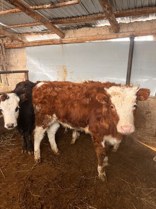 Продам тёлочек.