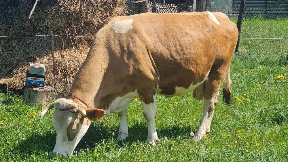 Vaca de vanzare.